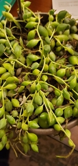 Curio rowleyanus