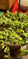 Curio rowleyanus