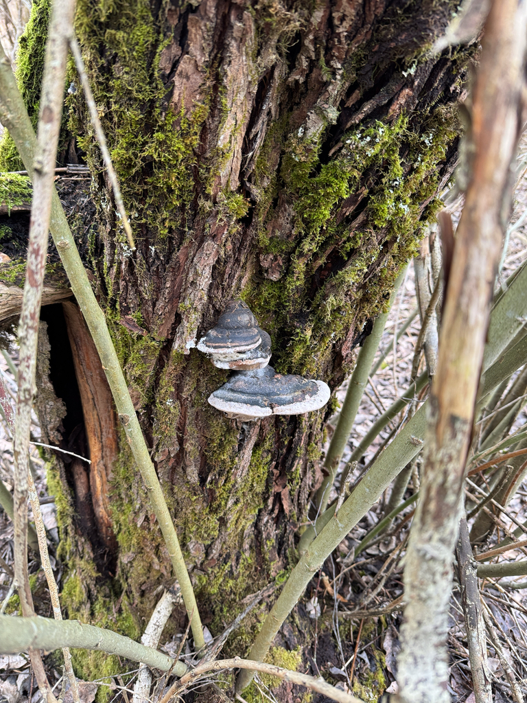 Phellinus igniarius · April 2026 · photo: © sudenkorentoko (iNaturalist, cc0)