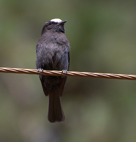 Long-tailed Tyrant