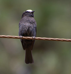 Long-Tailed Tyrant photo 3