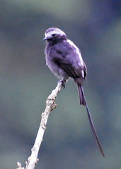 Long-Tailed Tyrant photo 5