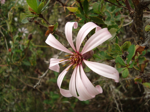 Clavel del campo azul