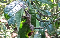 Uroplatus phantasticus