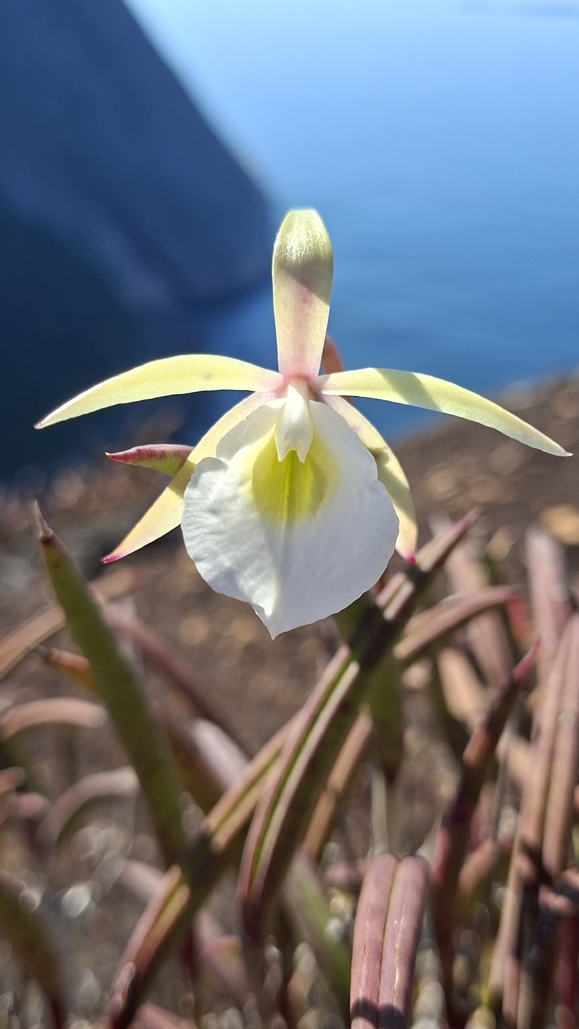 Imagem de Orquídea Cebolinha