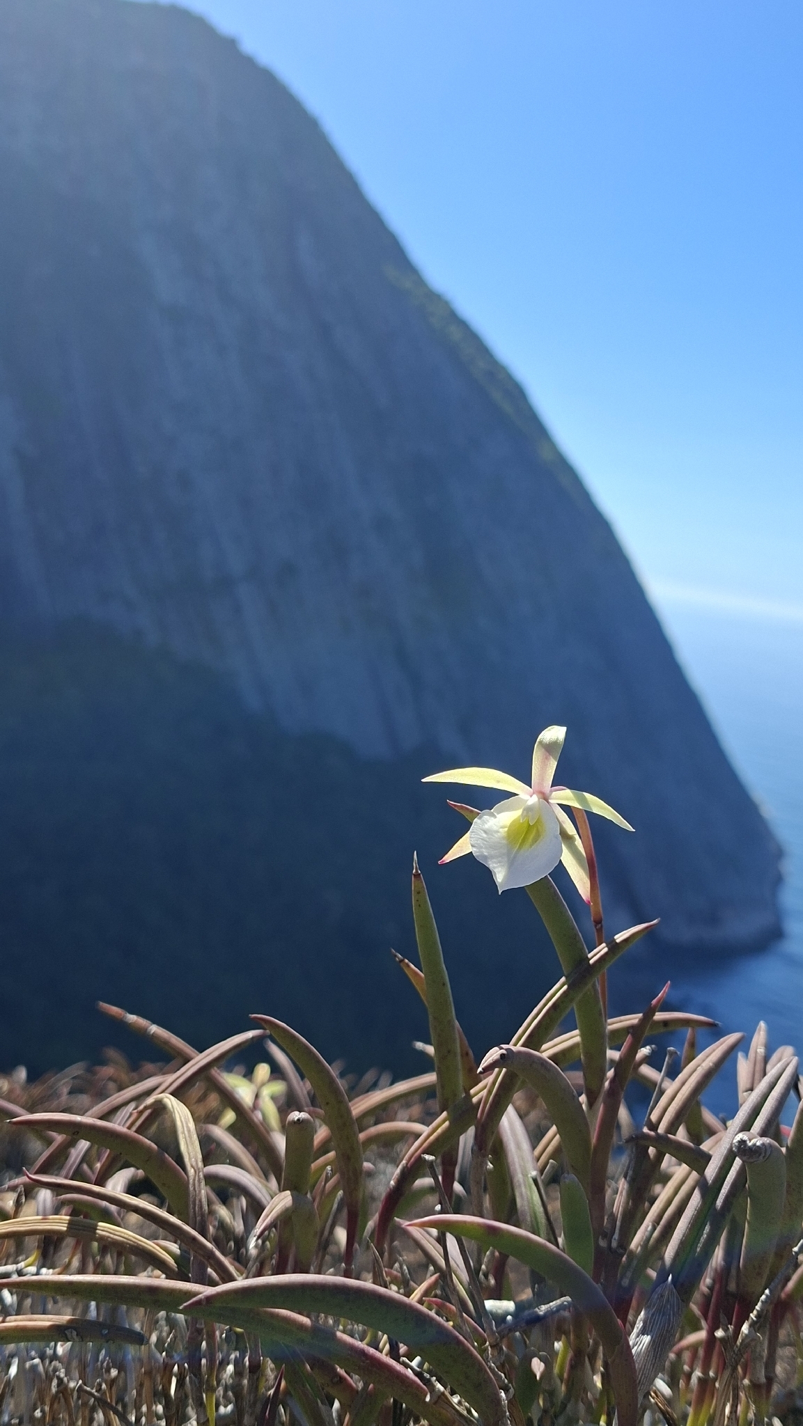 Imagem de Orquídea Cebolinha