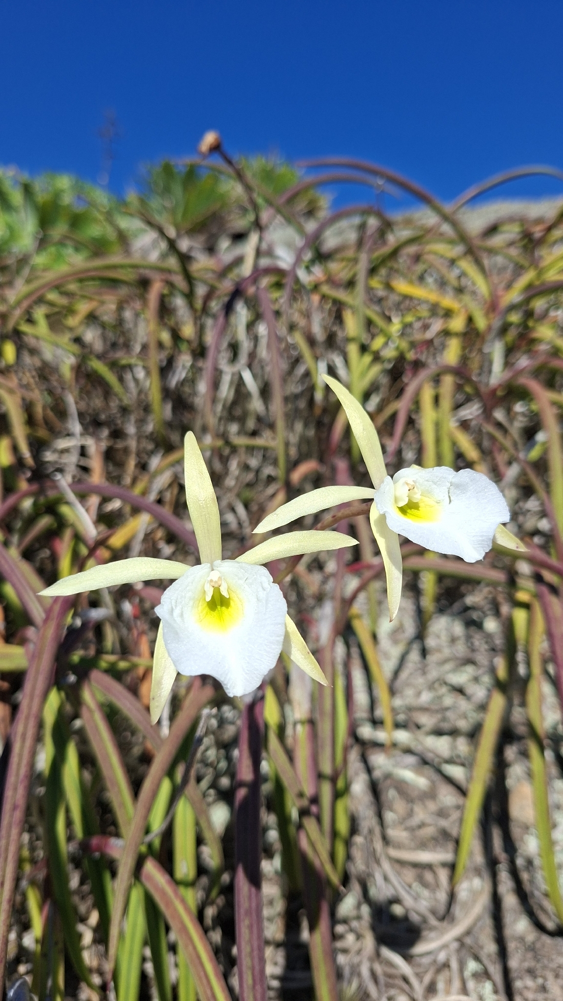 Imagem de Orquídea Cebolinha