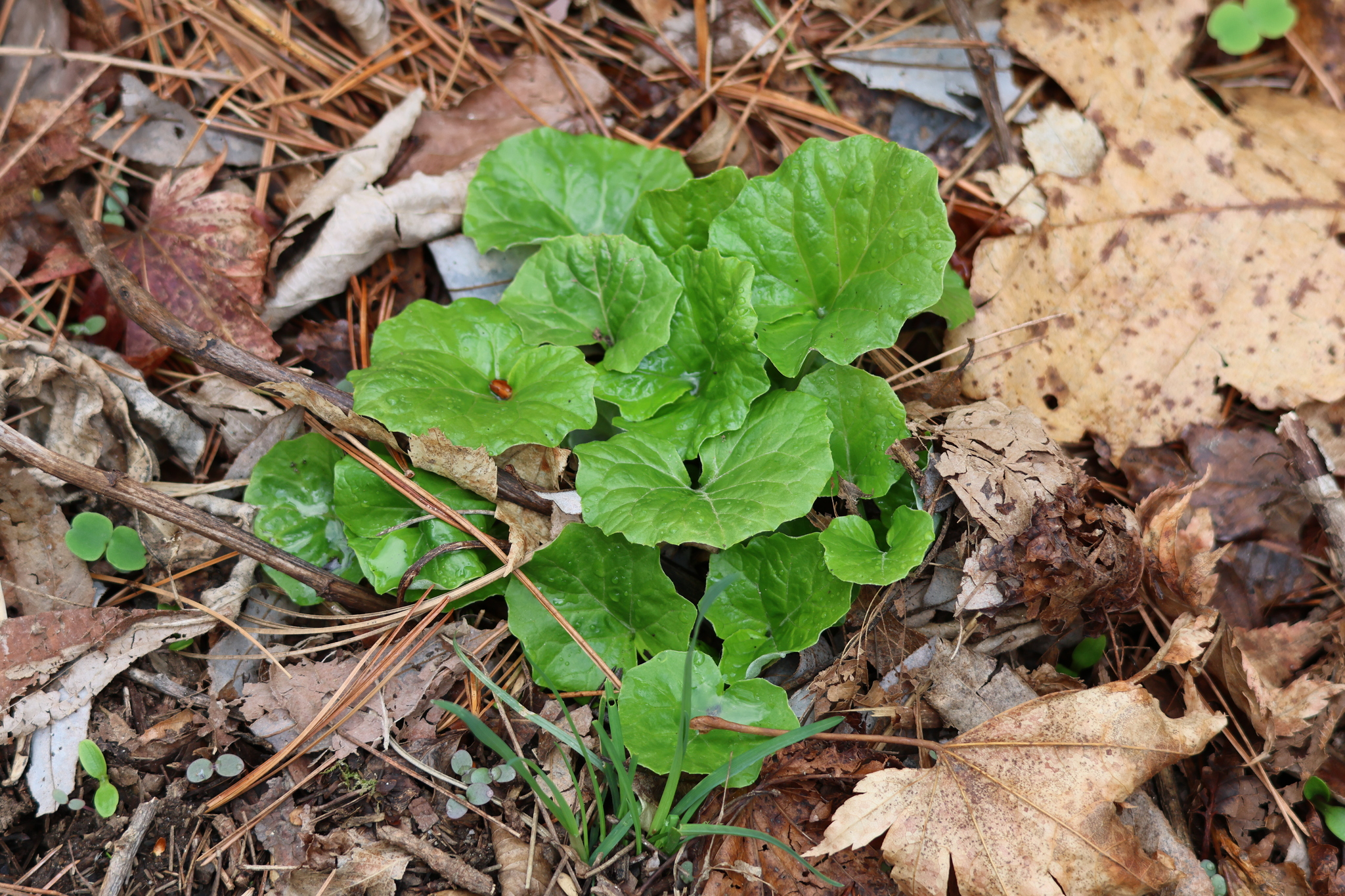 Imagem de Adenocaulon himalaicum