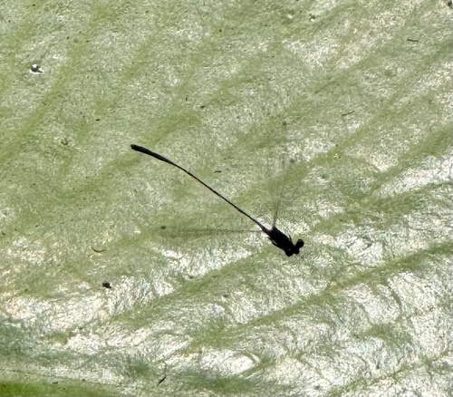 Black Threadtail
