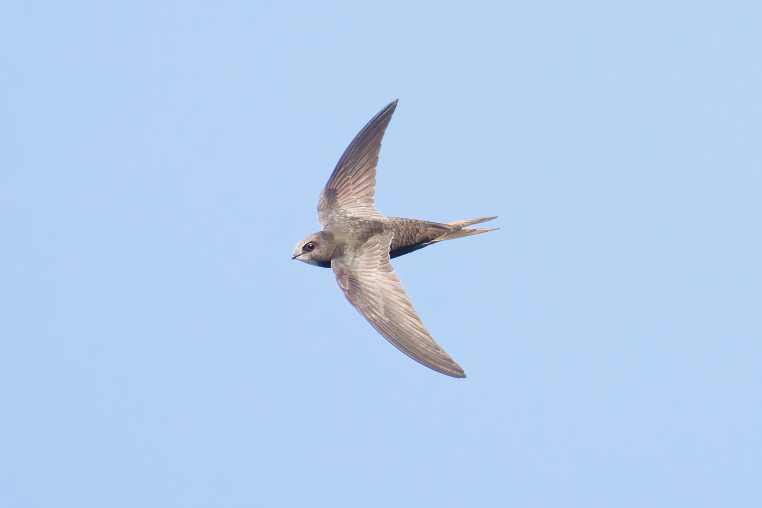 Apus apus (Linnaeus, 1758)