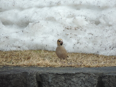 Coccothraustes coccothraustes