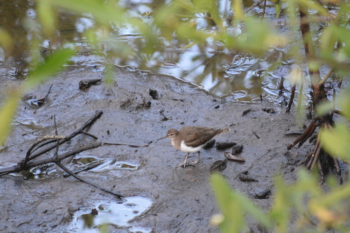 iNaturalist: (c) Tom Lansley, some rights reserved (CC BY-NC), uploaded by Tom Lansley iNaturalist image