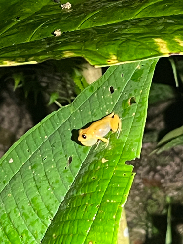 Jimenez's Robber Frog, Pristimantis lacrimosus