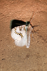 Philtraea mexicana
