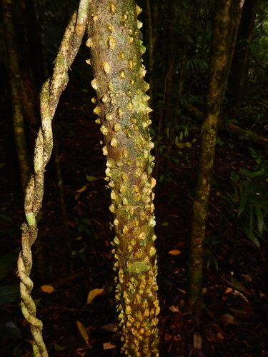 thorny yellow-wood (Zanthoxylum brachyacanthum)