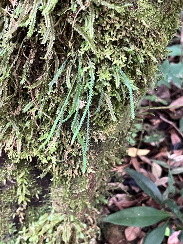 Leucotrichum