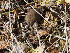 Peromyscus gambelii