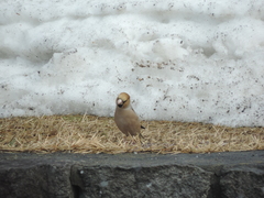 Coccothraustes coccothraustes