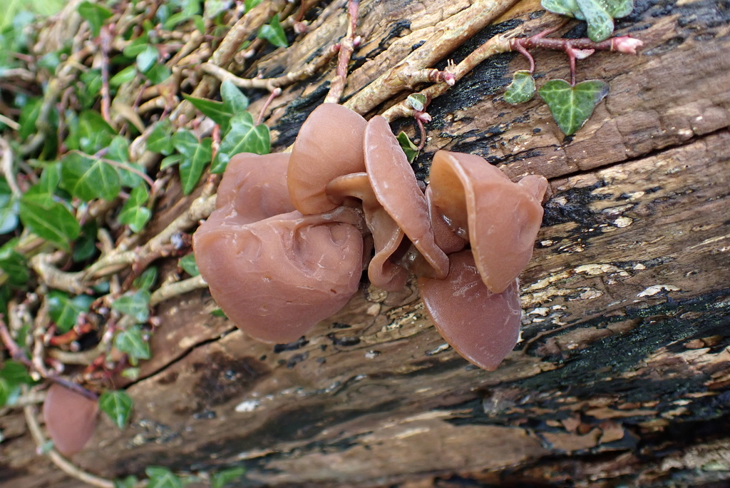 Auricularia auricula-judae · April 2026 · photo: © kh-c (iNaturalist, cc0)