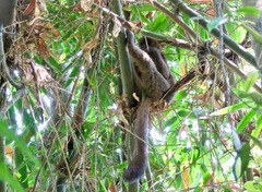 Prolemur simus
