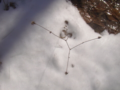 Geum canadense camporum