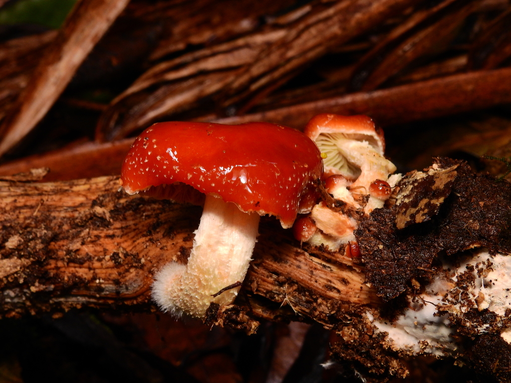 Leratiomyces ceres · April 2026 · photo: © samb0 (iNaturalist, cc-by)