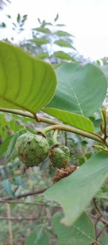 wild custard-apple