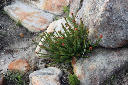 Noughts-and-Crosses (Penaea mucronata)