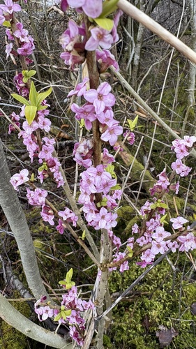 Mezereon