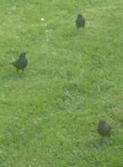 Euphagus cyanocephalus