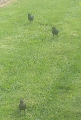 Euphagus cyanocephalus