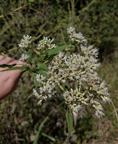 Whiteweed