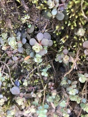Sedum ternatum