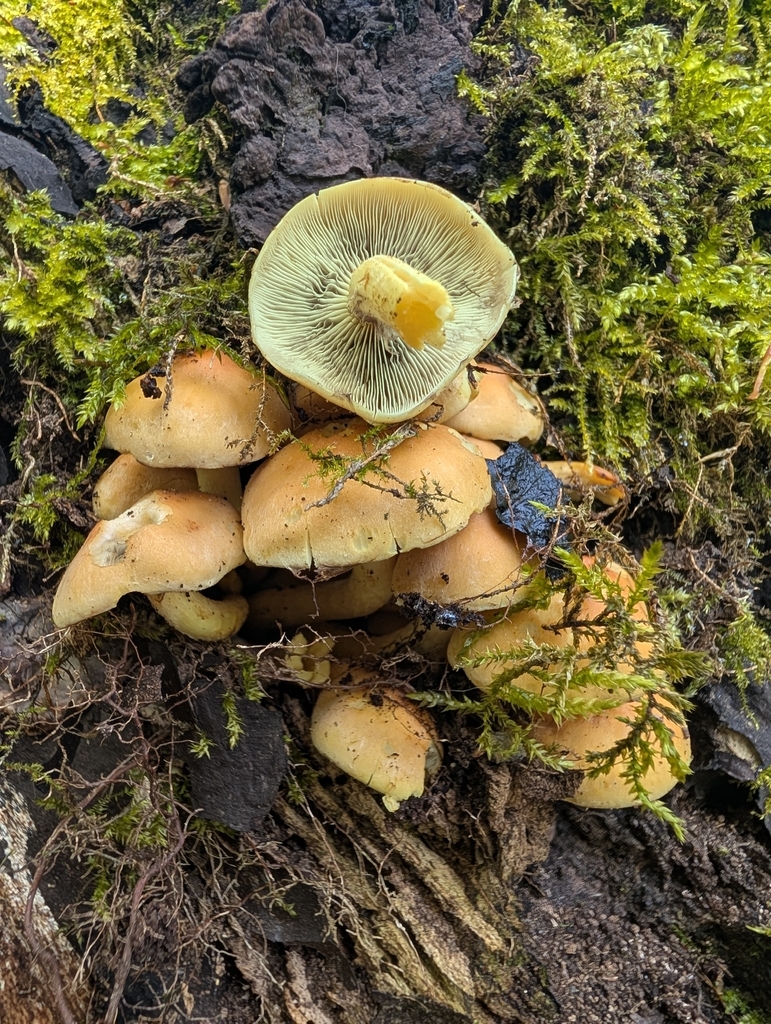 Hypholoma fasciculare · April 2026 · photo: © vincent_b (iNaturalist, cc-by)