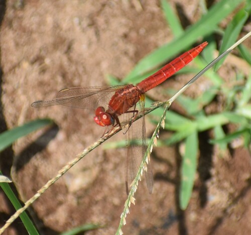 Broad Scarlet