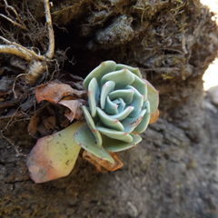 Echeveria secunda