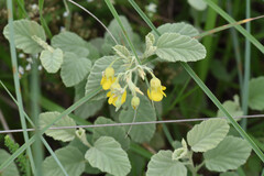Hermannia althaeifolia, photograph (c) Andrew Gillespie, some rights reserved (CC BY)
