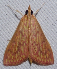 Ecpyrrhorrhoe damastesalis