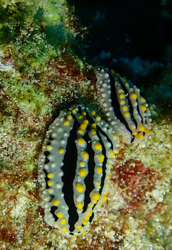 Phyllidia alyta