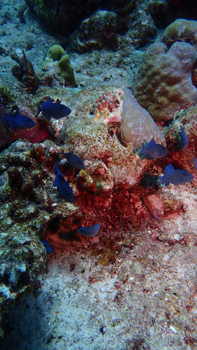 Odonus niger