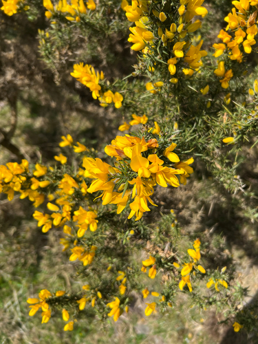 gorse