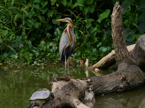 iNaturalist: (c) owenwensong, some rights reserved (CC BY-NC), uploaded by owenwensong iNaturalist image