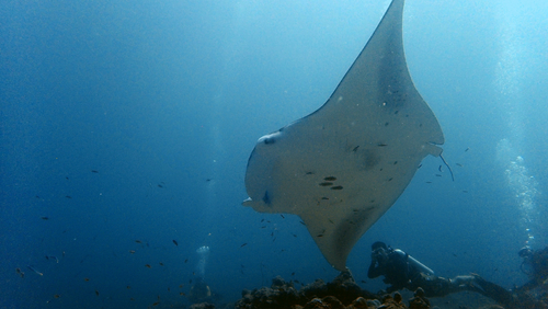 Mobula alfredi