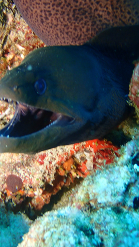 Gymnothorax javanicus
