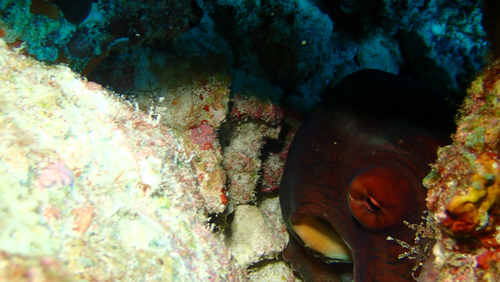 Octopus cyanea