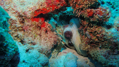 Octopus cyanea