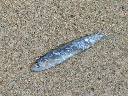 European pilchard (Sardina pilchardus) — Clupeidae