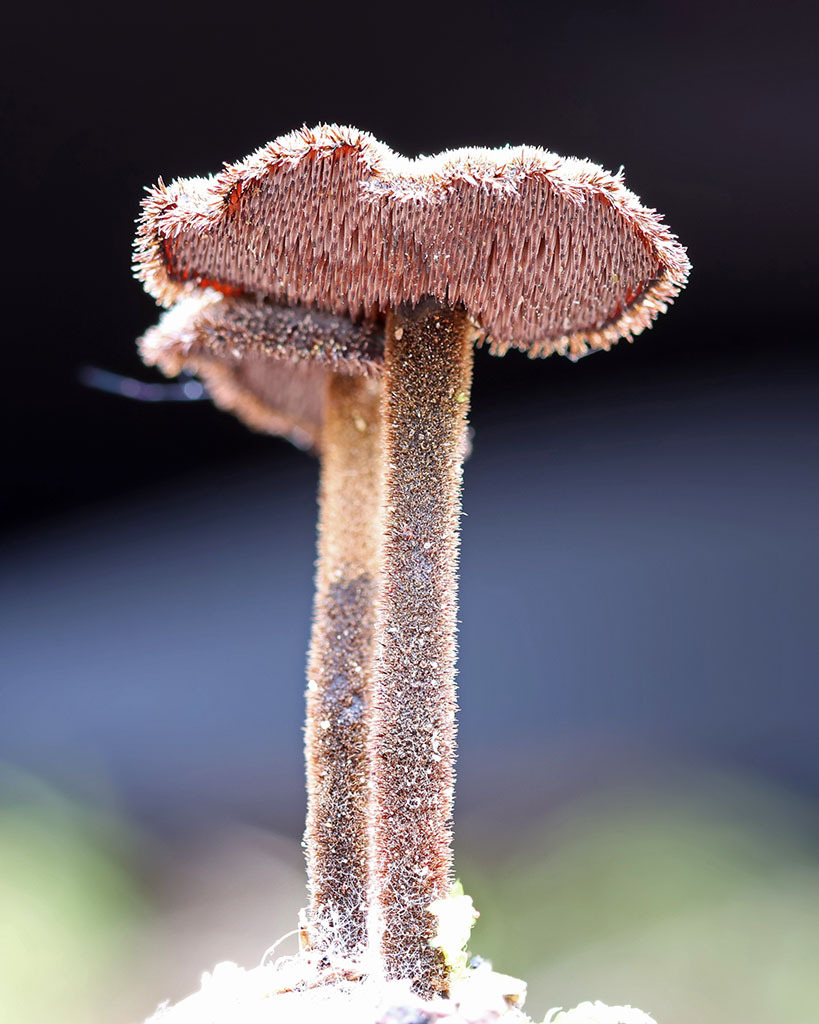 Auriscalpium vulgare · April 2026 · photo: © mycobel (iNaturalist, cc-by)