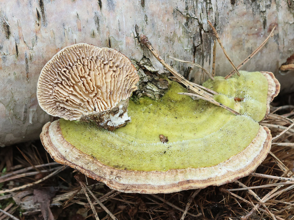 Trametes betulina · April 2026 · photo: © mycobel (iNaturalist, cc-by)