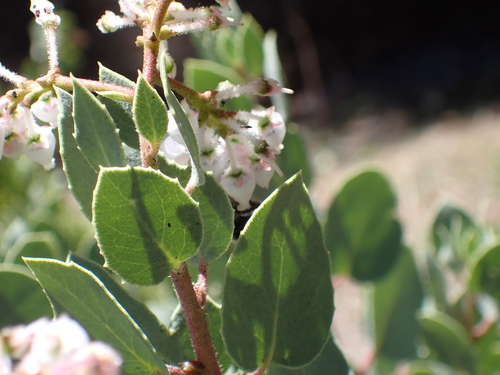 Whiteleaf Manzanita (Arctostaphylos viscida)